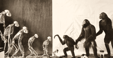 Теория Дарвина — миф или наука?