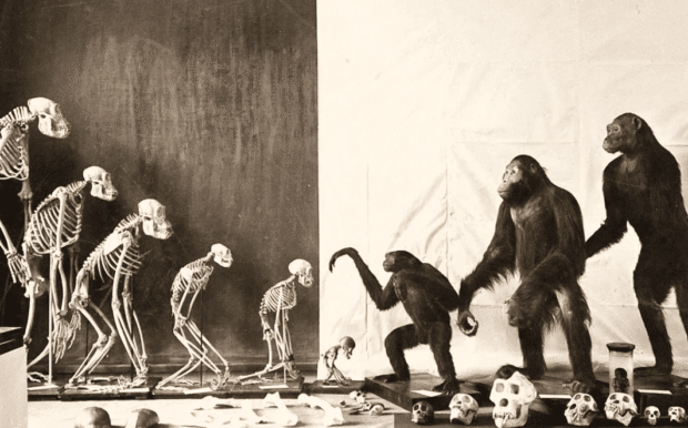 Теория Дарвина — миф или наука?