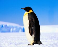 Пингвин как доказательство бытия Бога | Иерей Даниил Сысоев