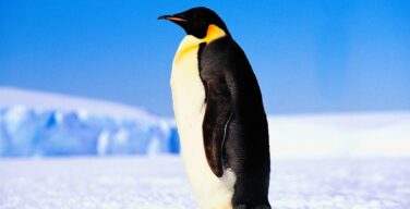 Пингвин как доказательство бытия Бога | Иерей Даниил Сысоев