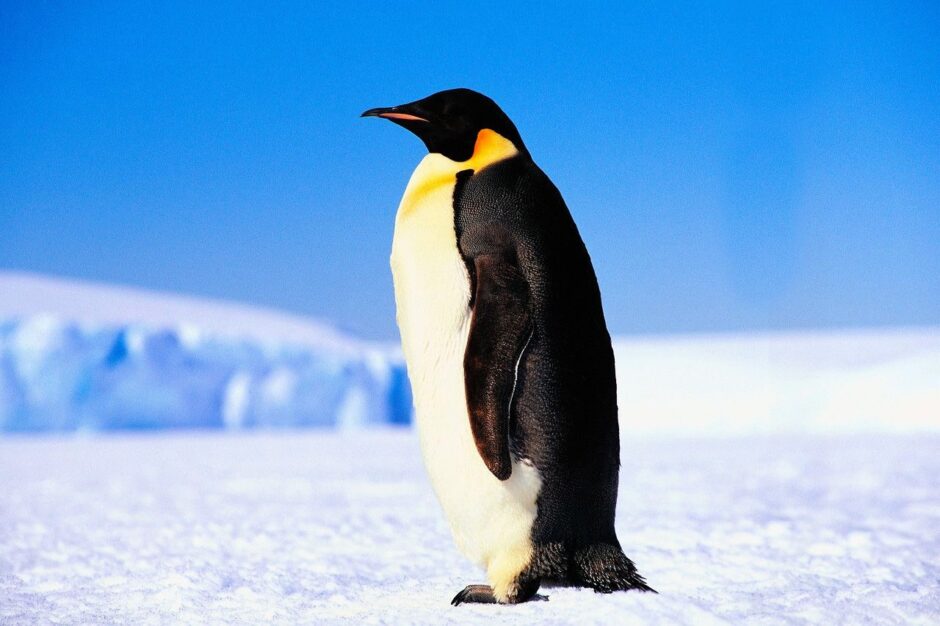 Пингвин как доказательство бытия Бога | Иерей Даниил Сысоев 1 Пингвин как доказательство бытия Бога | Иерей Даниил Сысоев